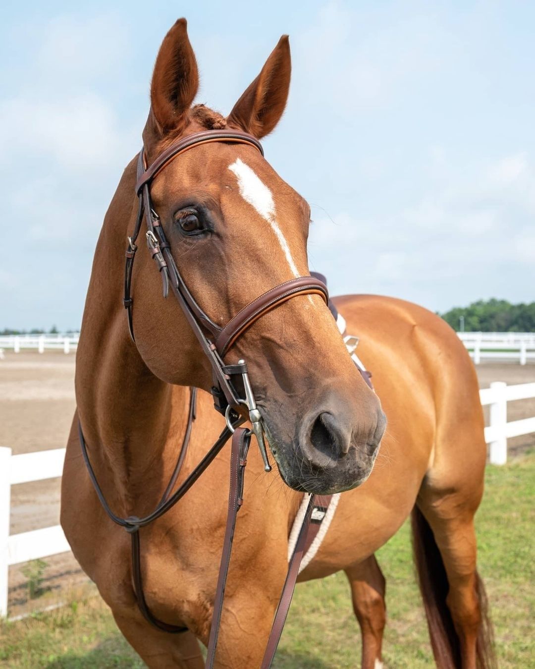 English Horse Martingales Running and Standing Horse Martingales