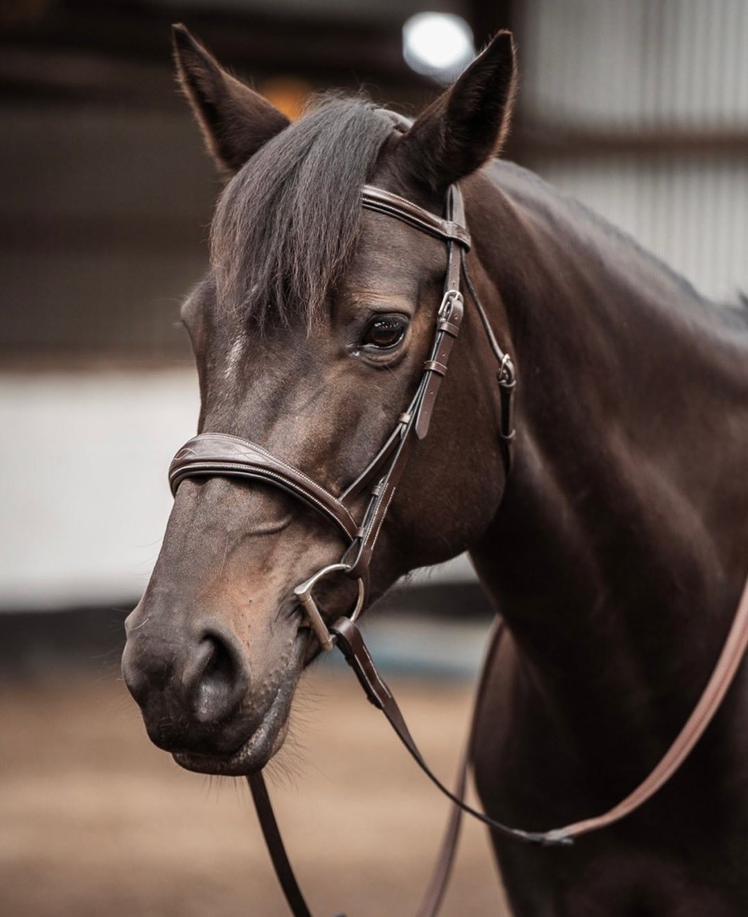 Cwell Deluxe Mexican Grackle Bridle - Black Leather, Figure 8 Noseband, Full Size With Reins