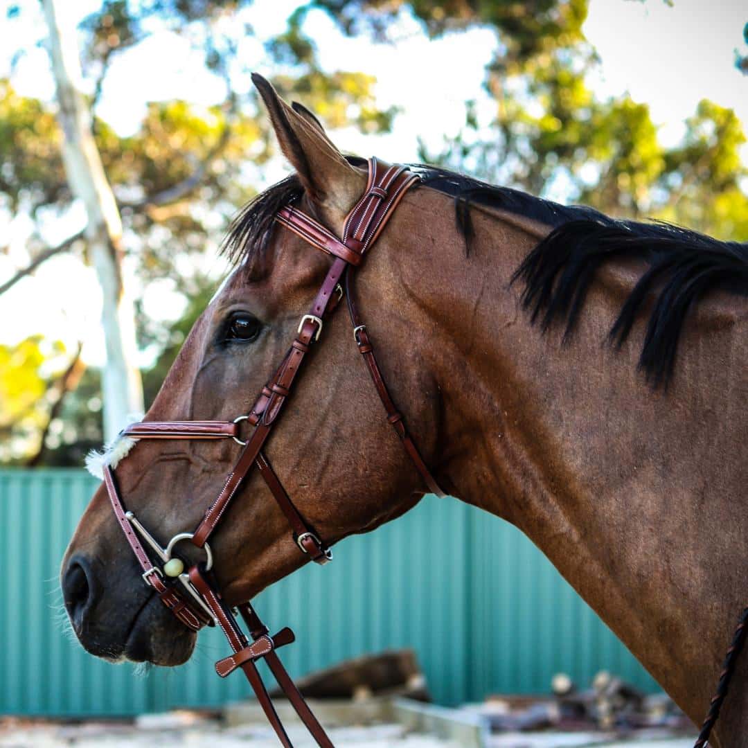 English Double Buckle Adjustable Figure 8 Noseband Bridle