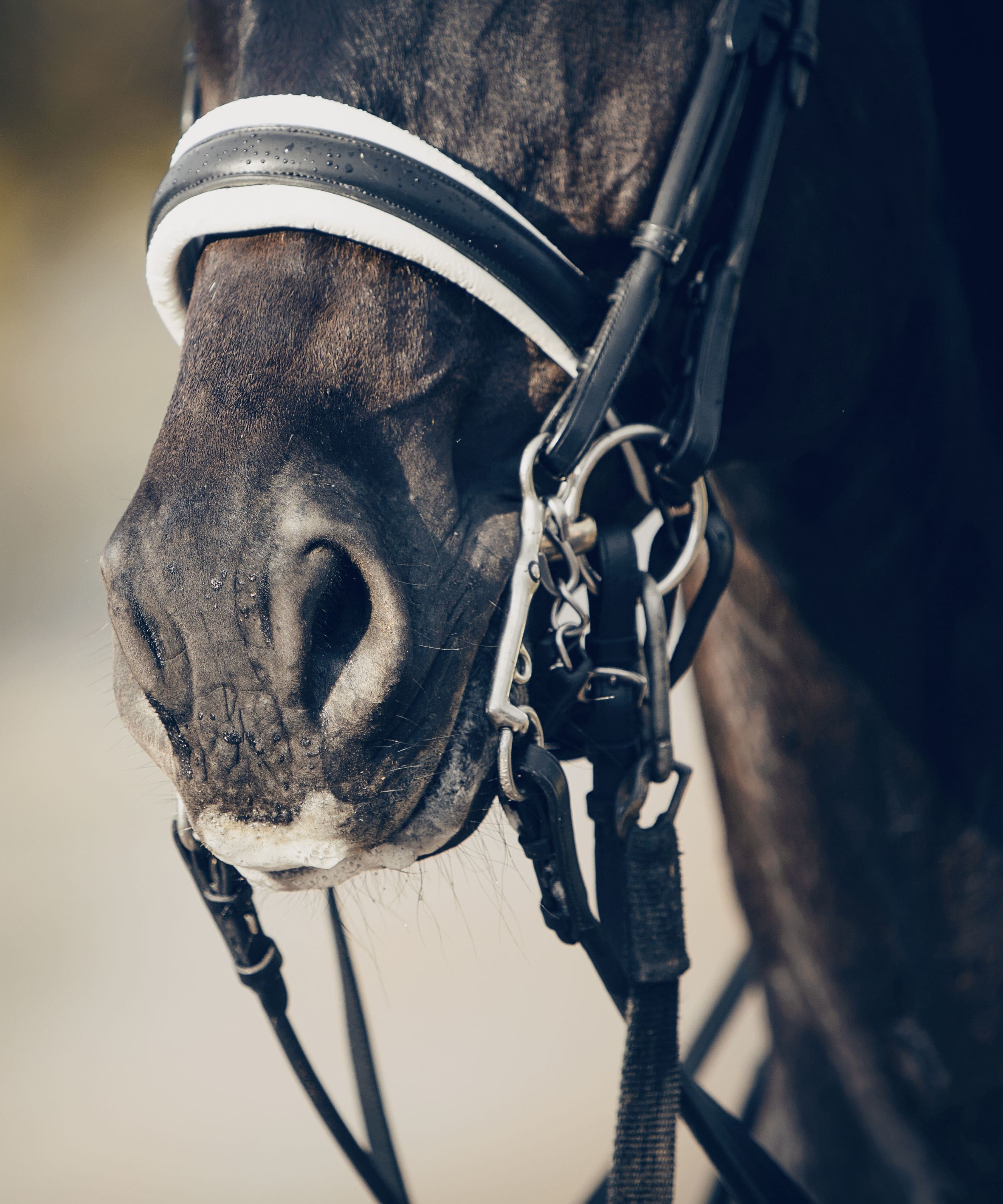 Types of Nosebands for Horses Horse Nosebands Guide Bridles & Reins