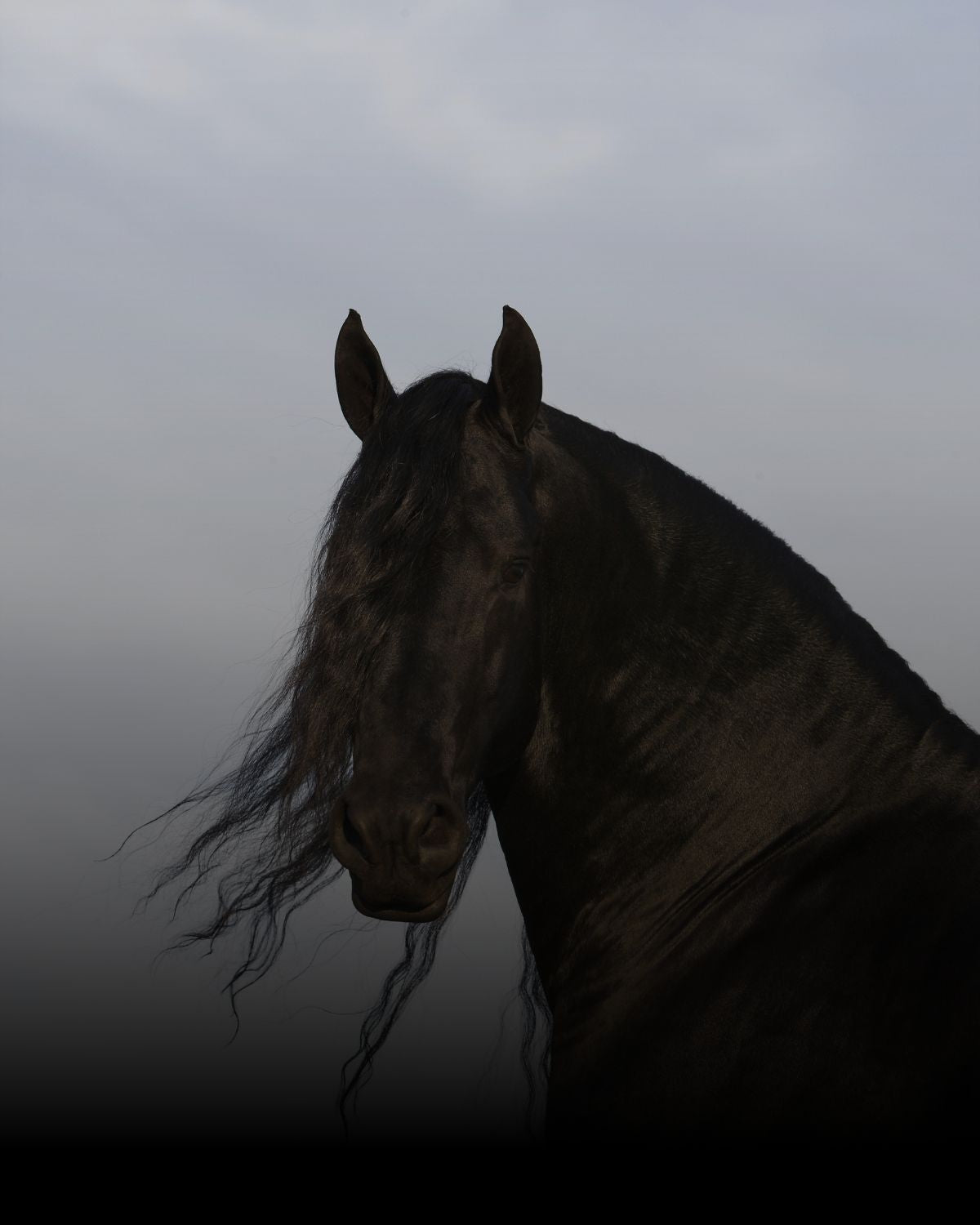 a black horse against a misty background
