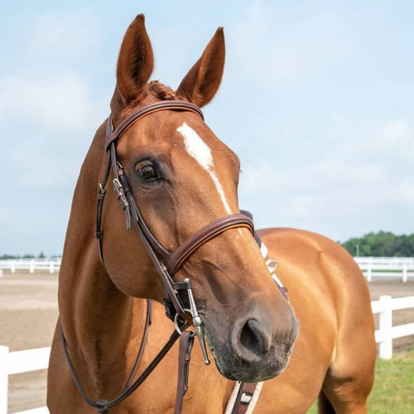 ExionPro Detachable Flash New Thin Raised Bridle & Reins-Bridles-Bridles & Reins