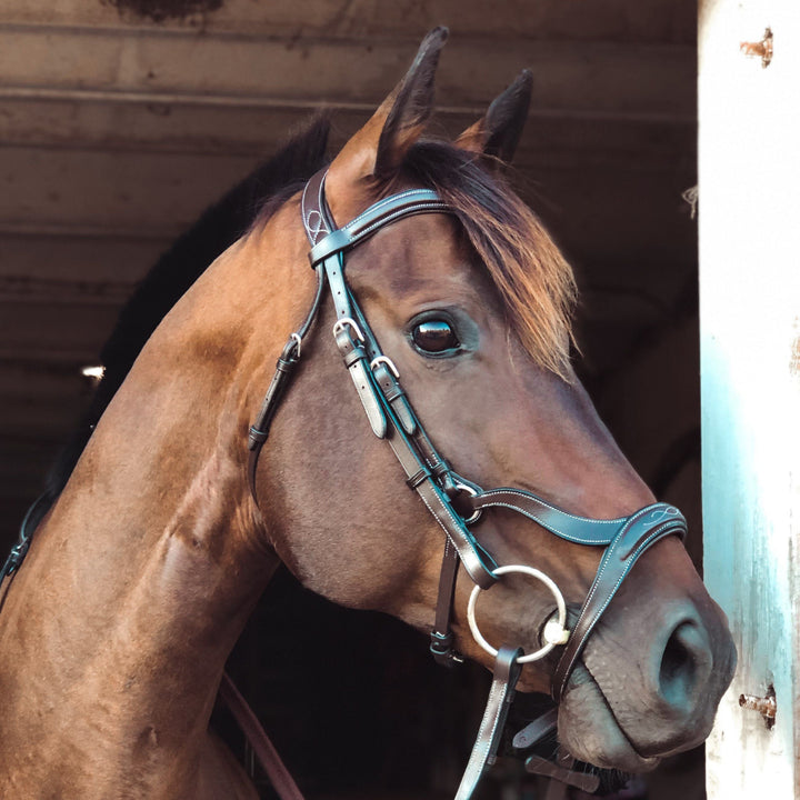 Replacement Noseband of ExionPro Padded Innovative Combined Flash Unique Cut Anatomical Bridle-Nosebands-Bridles & Reins
