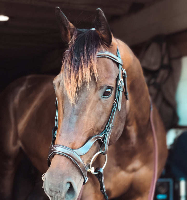 ExionPro Padded Innovative Combined Flash Unique Cut Anatomical Bridle & Reins-Bridles-Bridles & Reins