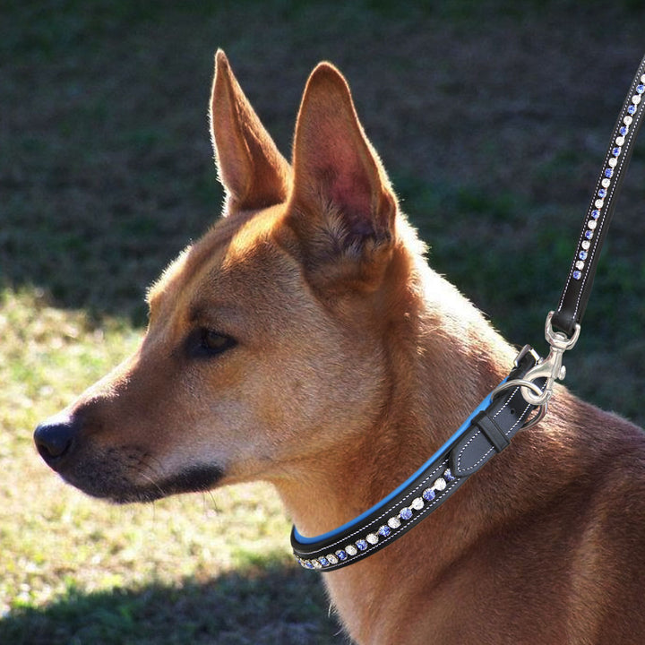 ExionPro White & Blue Bling Dog Lead-Dog Leads-Bridles & Reins