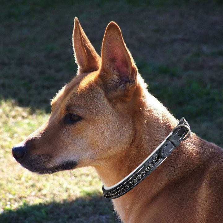 ExionPro Black Bling Dog Collar-Dog Collars-Bridles & Reins