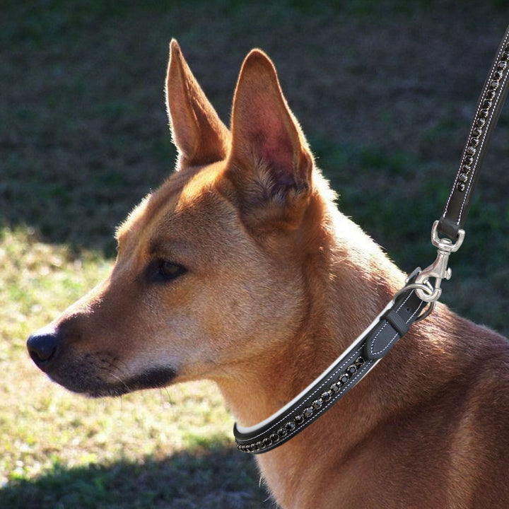 ExionPro Black Bling Dog Collar-Dog Collars-Bridles & Reins